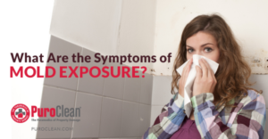 How Much Mold Is Too Much? Professional Mold Remediation in Hyde Park, NY