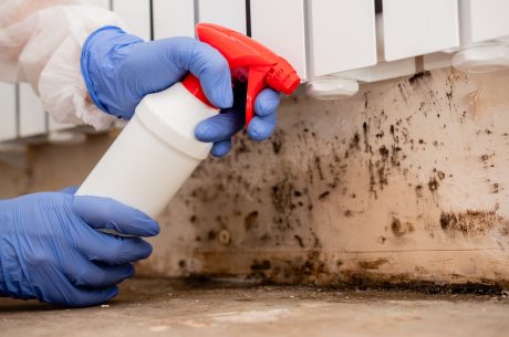 How Much Mold Is Too Much? Professional Mold Remediation in Hyde Park, NY
