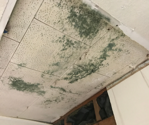mold on basement ceiling tile