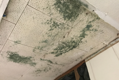 mold on basement ceiling tile