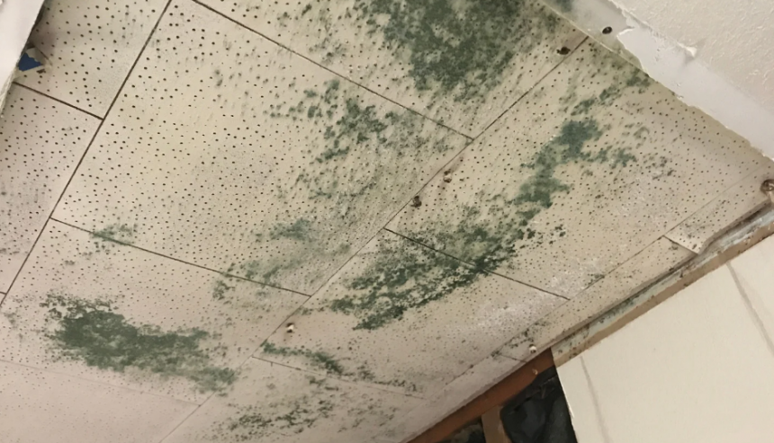mold on basement ceiling tile