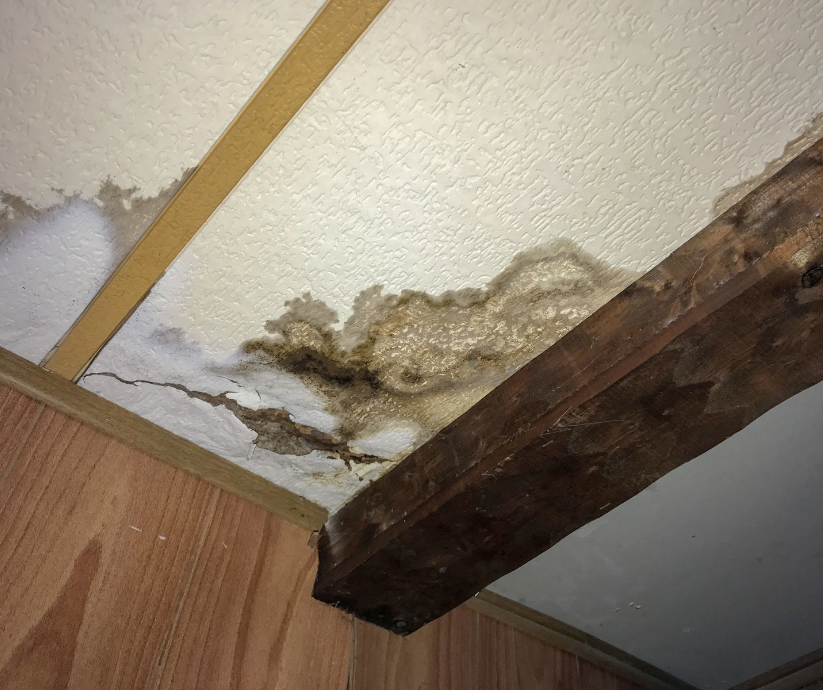 mold and water damage
