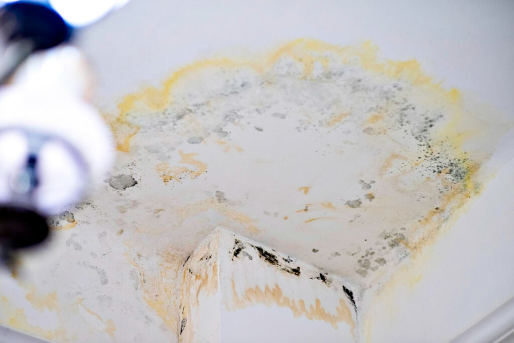 mold removal