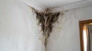 Extensive black mold covers the corner of a white room where the wall meets the ceiling.