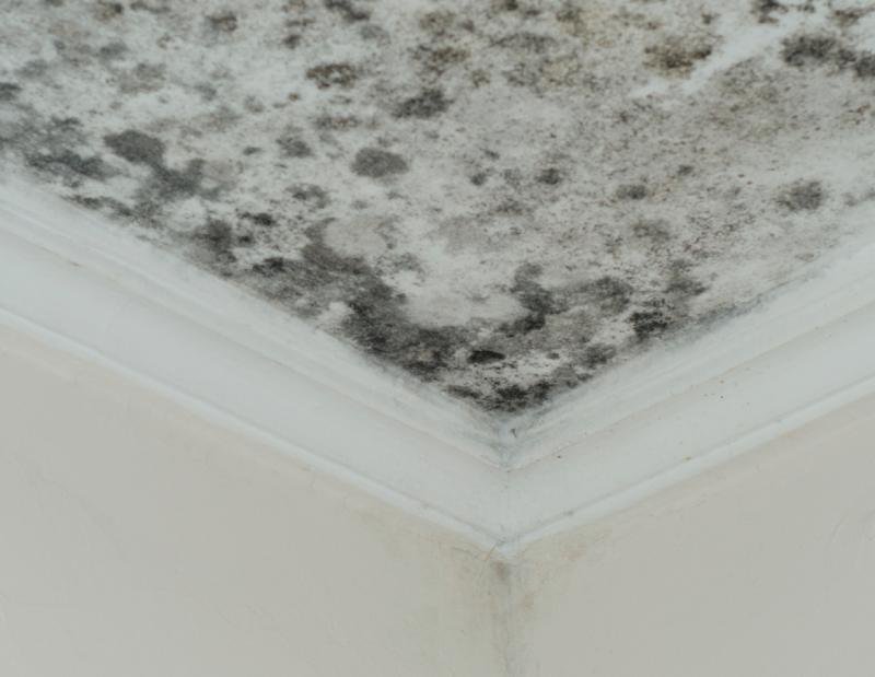 Factors Affecting Mold Remediation Insurance Coverage