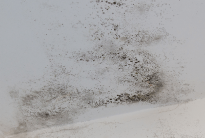 Protecting Your Richmond Home from Seasonal Mold Growth