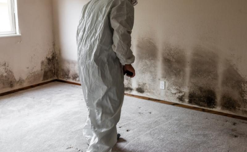 mold remediation in Decatur