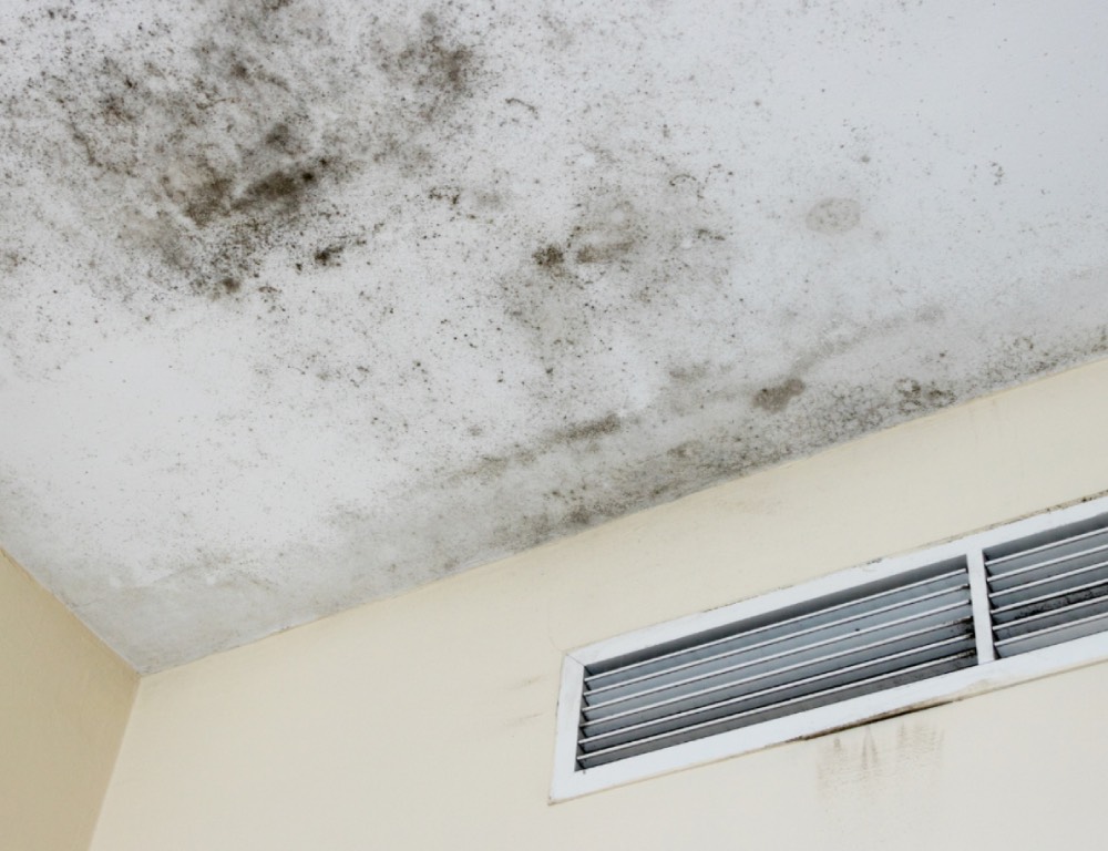 How Seasonal Allergies and Mold Are Connected