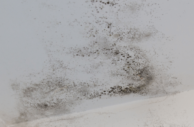 Protecting Your Richmond Home from Seasonal Mold Growth