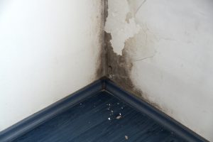 Black mold vs. green mold