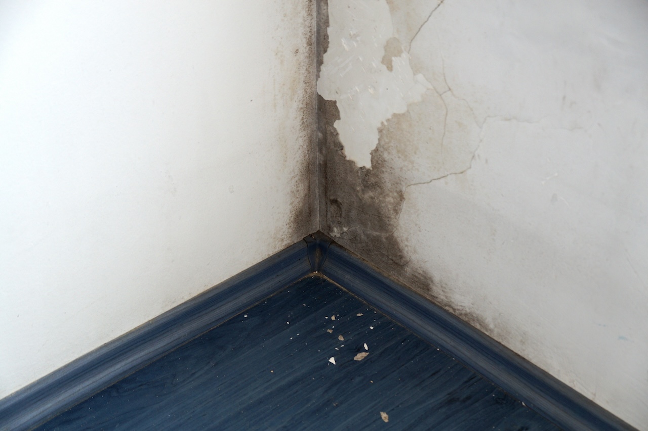Black Mold vs. Green Mold: What You Need to Know