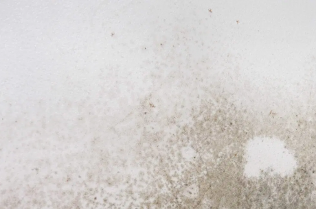 Mold discovered behind drywall during inspectio