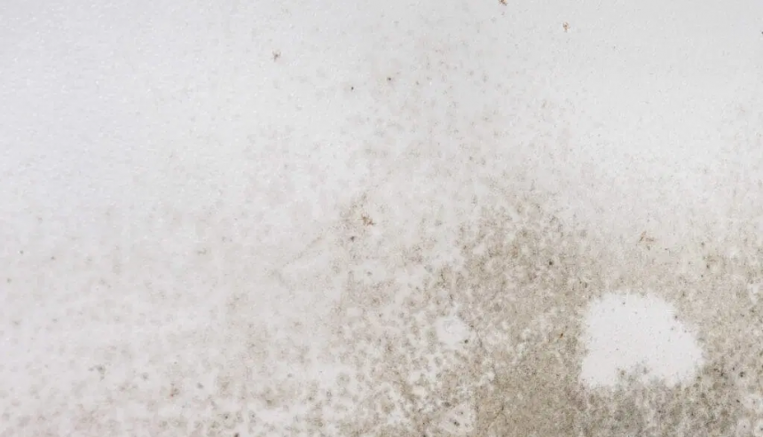 Mold discovered behind drywall during inspectio
