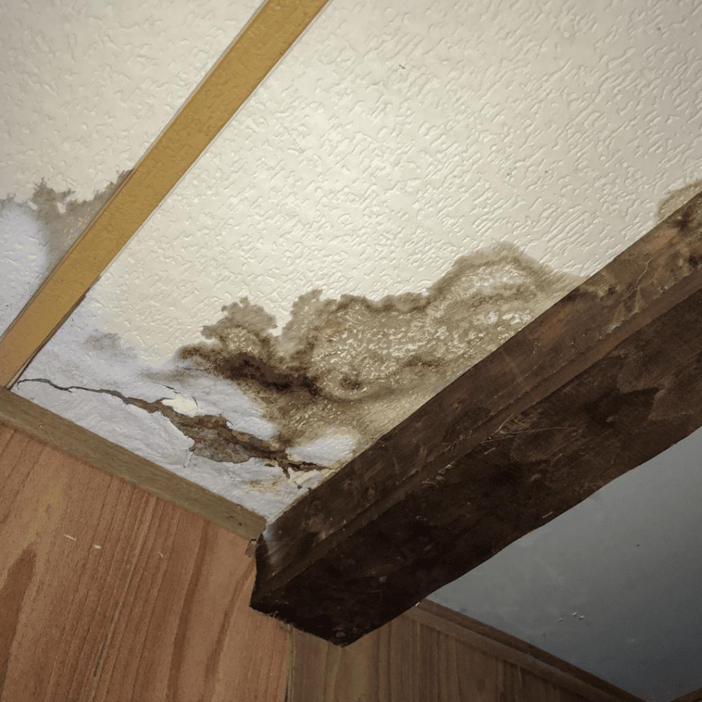 mold after water damage