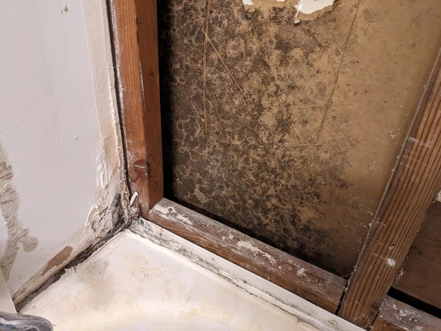 Mold growth discovered behind newly installed drywall in a fast-tracked rebuild home in Rancho Cucamonga CA highlighting construction moisture mold risk requiring professional mold removal