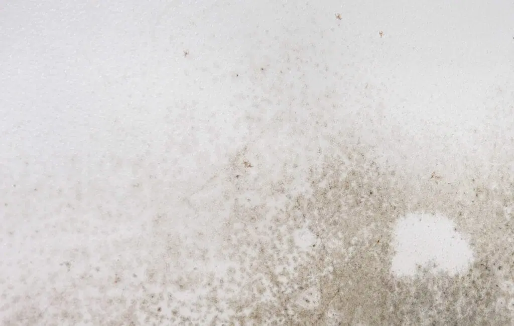 Mold discovered behind drywall during inspectio