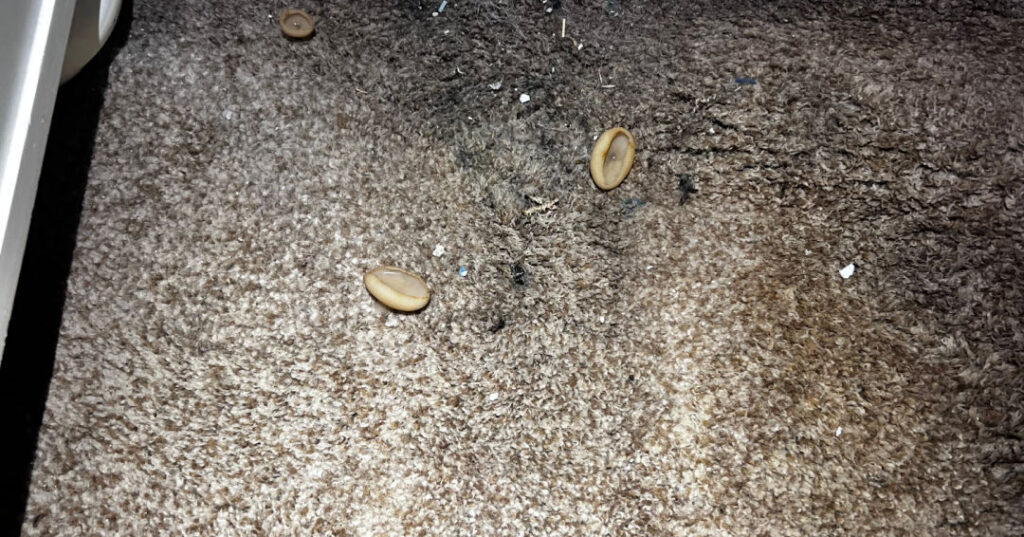 Fungi, mold
