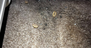 Fungi, mold