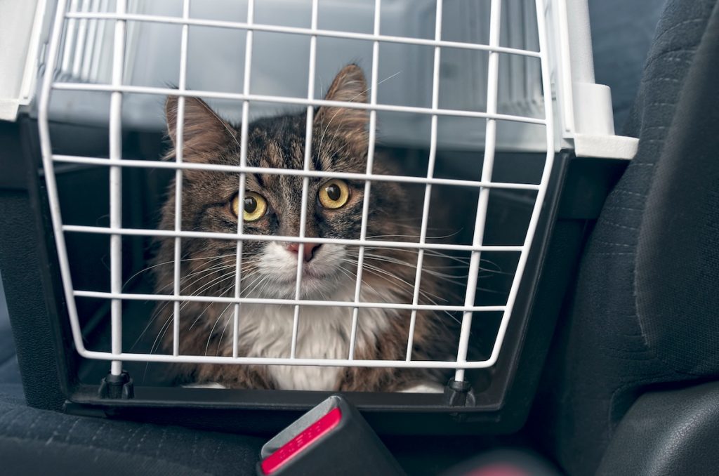 animal emergency preparedness - cat in cage