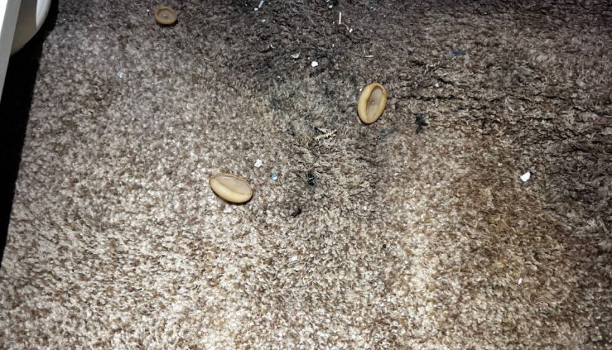 Fungi, mold