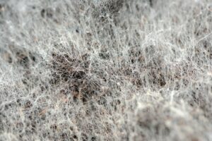 White mold spores