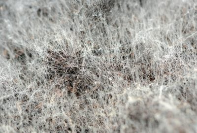 White mold spores
