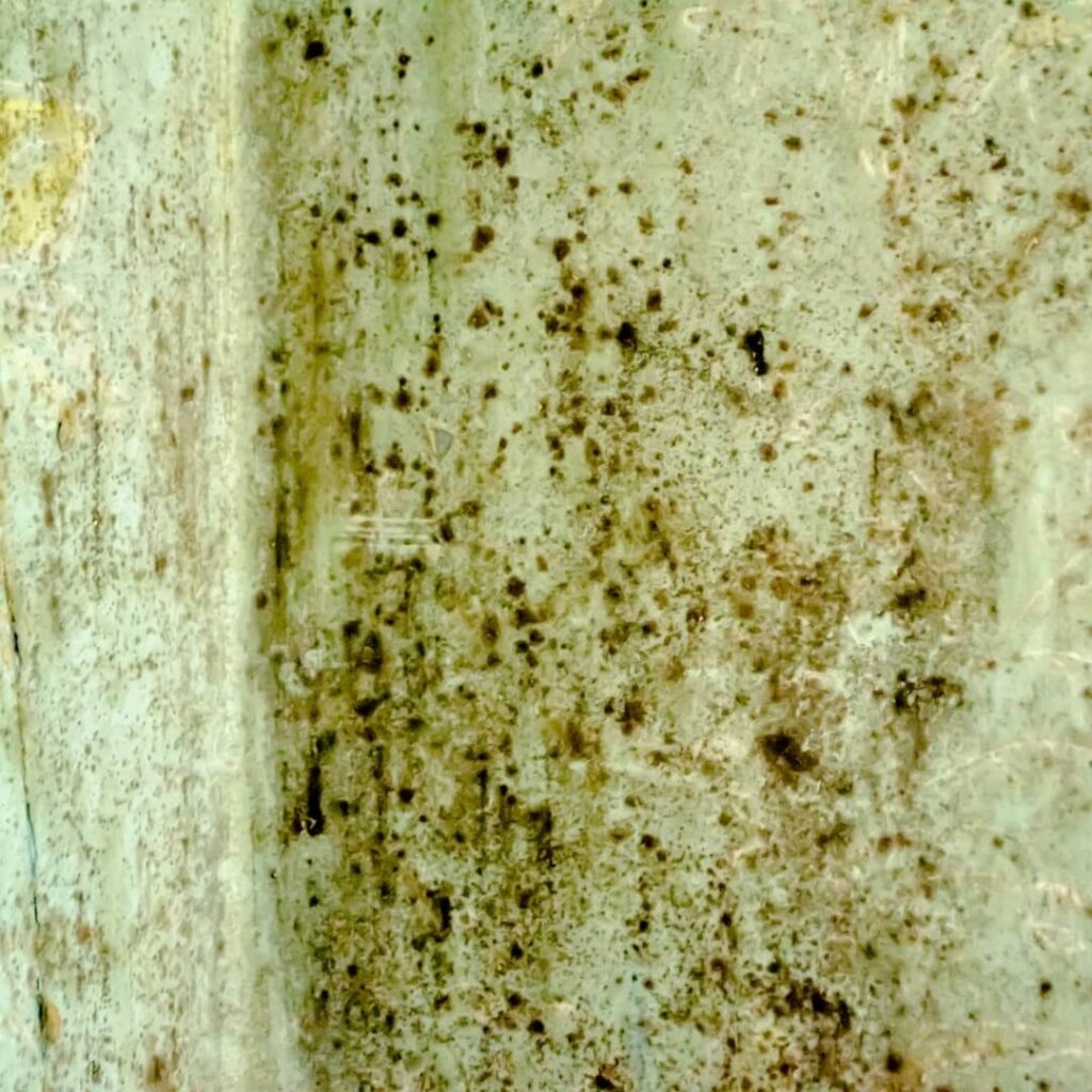 Preventing Future Mold Growth in Your Home