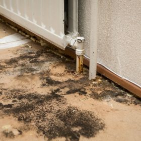 The Ultimate Guide to Mold Remediation Protect Your Home Now