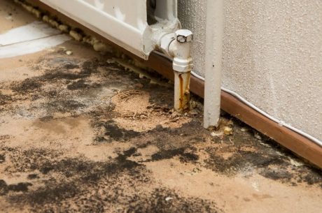 The Ultimate Guide to Mold Remediation Protect Your Home Now