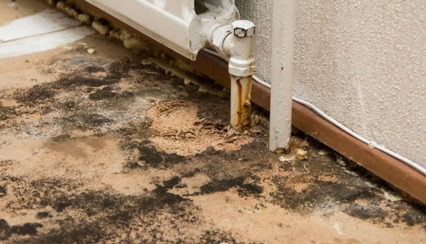 The Ultimate Guide to Mold Remediation Protect Your Home Now