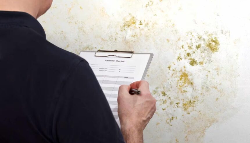 Technician examining visible mold growth on a basement wall.