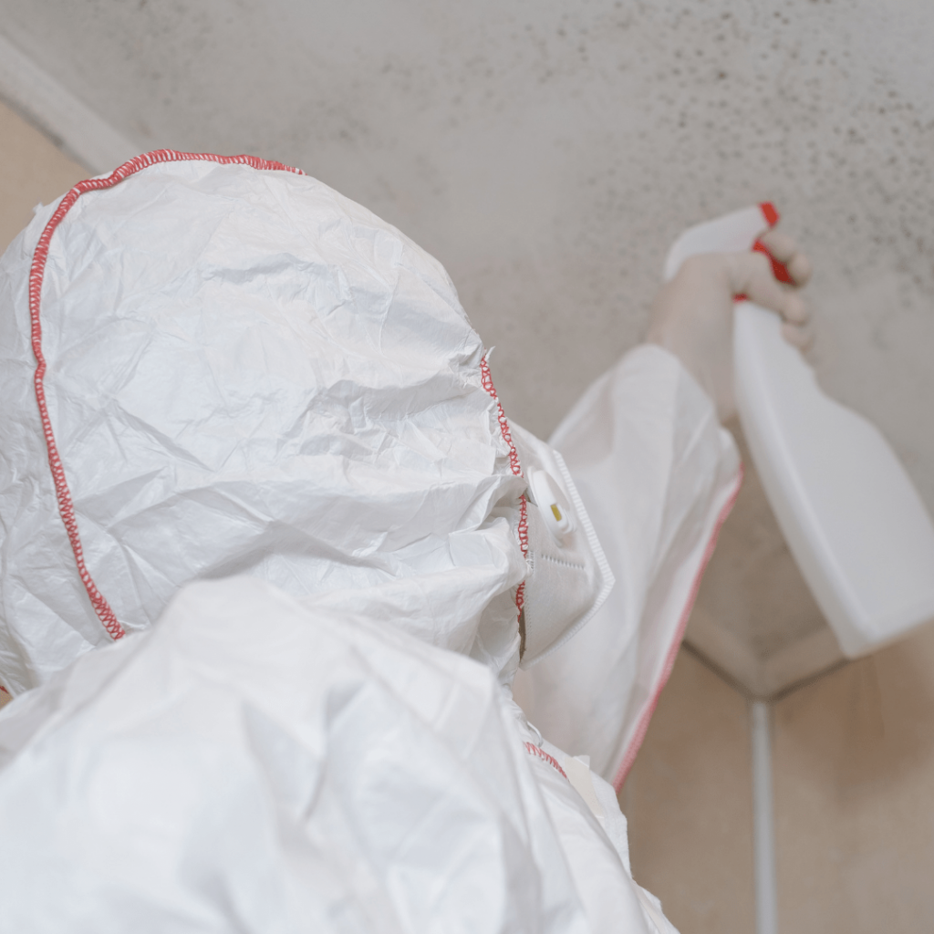 mold remediation
