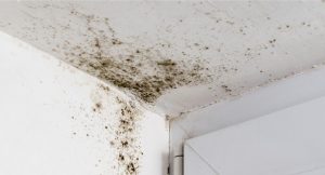 Close-up of early mold growth forming along a bathroom ceiling corner