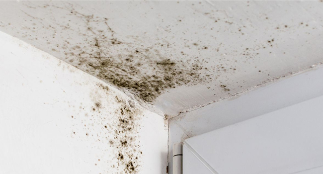 Close-up of early mold growth forming along a bathroom ceiling corner