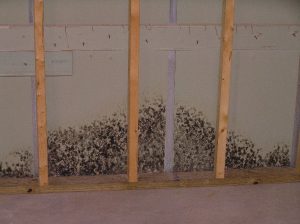 Mold growth discovered behind drywall during inspection