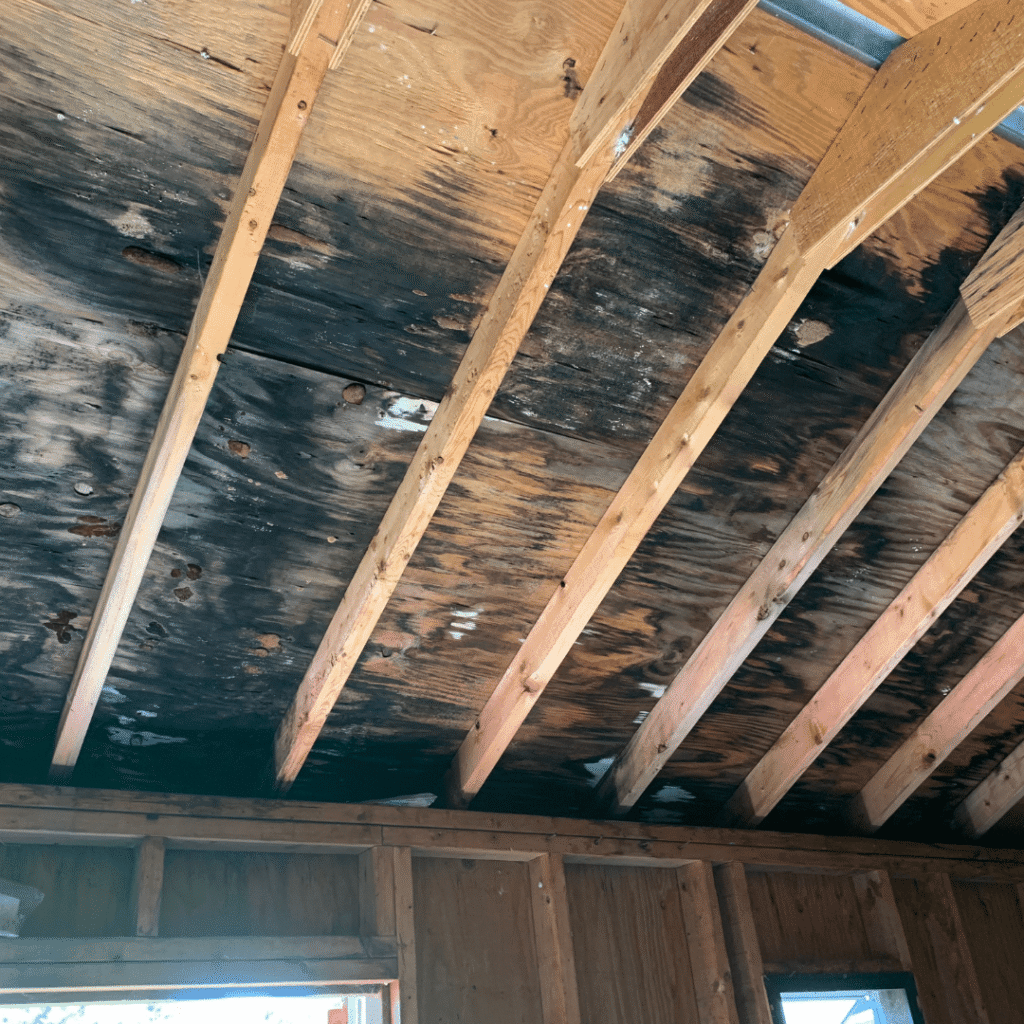 mold remediation