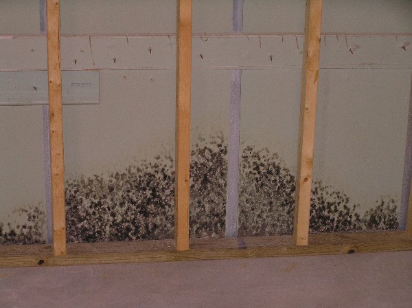 Mold growth discovered behind drywall during inspection