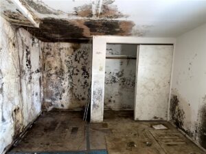 Mold growth discovered behind finished basement drywall in an older Ridgewood NJ home requiring professional mold remediation