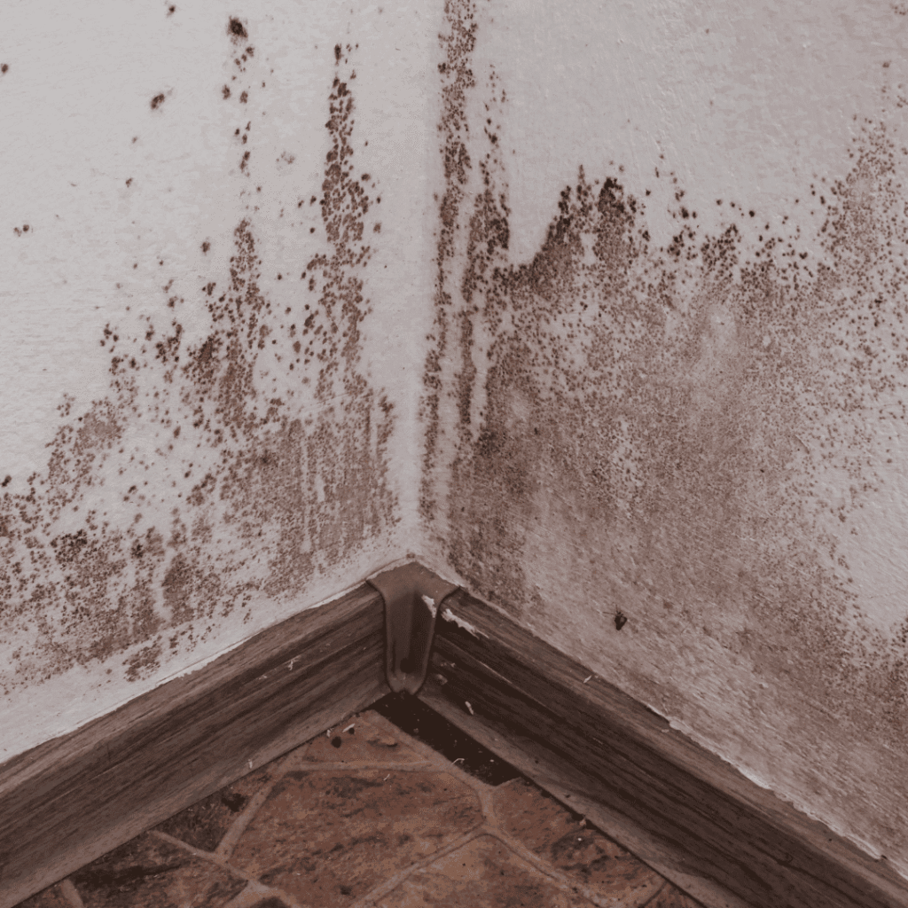 mold in the corner of room
