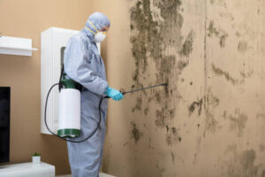 Mold Cleaning in Waldwick | 24/7 Support
