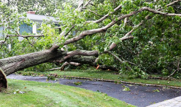 Tree knocked down. Storm damage restoration is significant in spring.