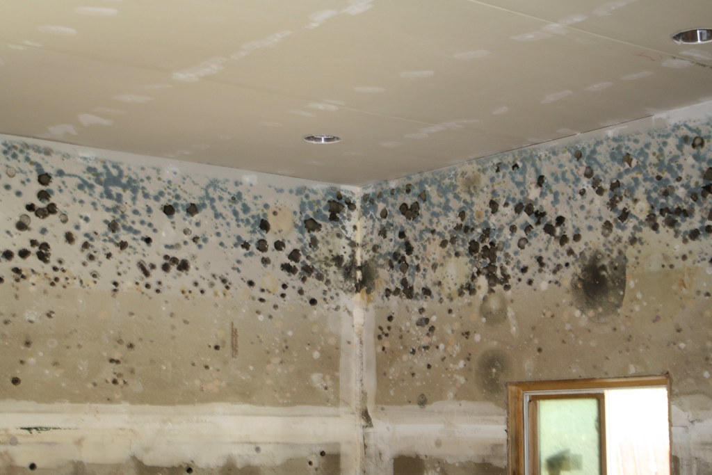 Effective Ways to Prevent Mold Growth After Water Damage Around Rockwall and Environs