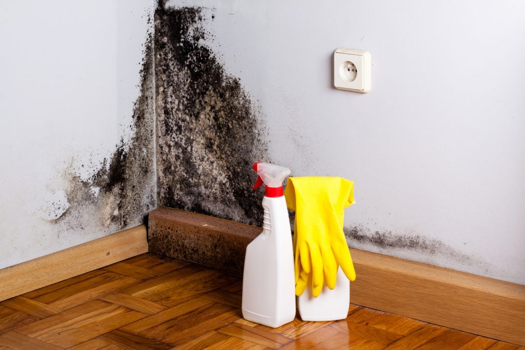 best mold removal services in Dallas