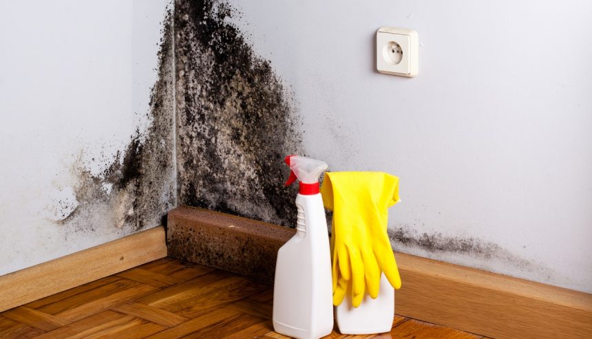 best mold removal services in Dallas
