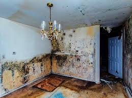 best mold removal companies in Dallas