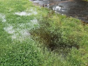 soggy lawns can mean poor water drainage