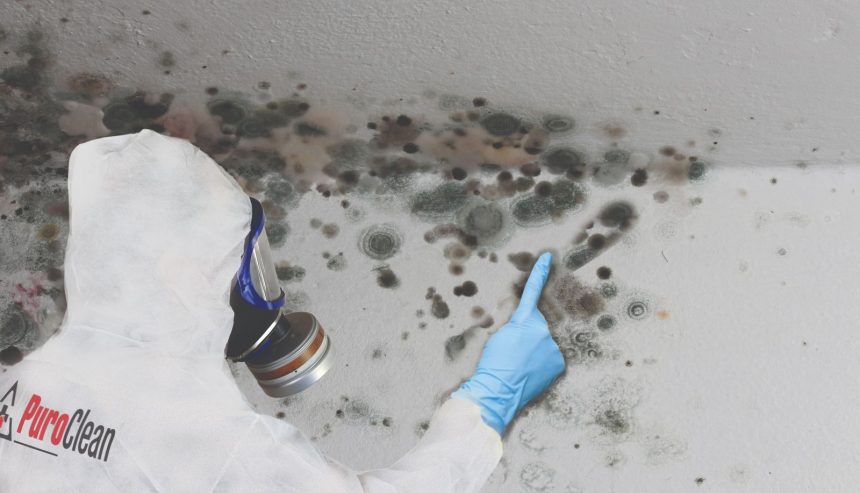 professional mold remediation by Puroclean Romeoville