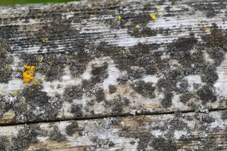 Mold on Wood: How to Remove Mold from Wood