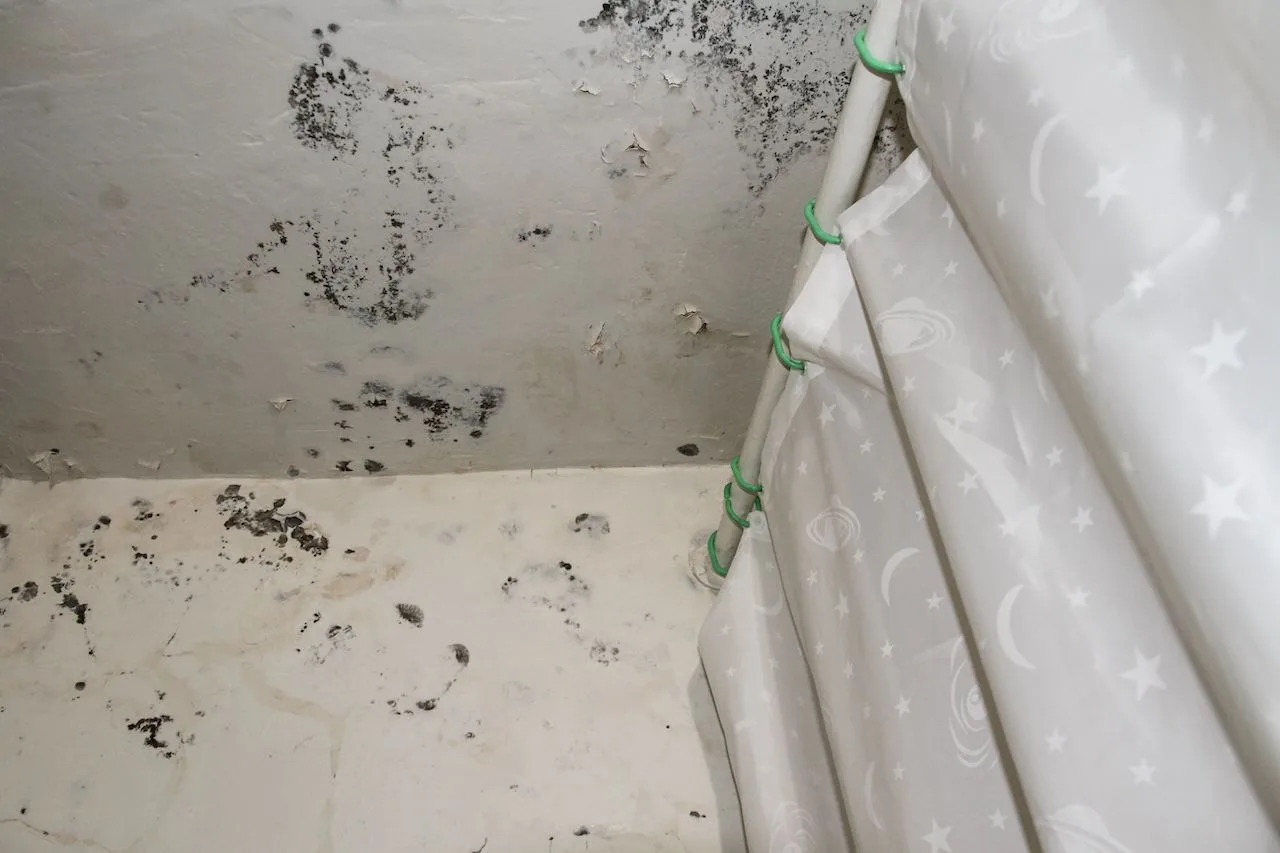 Buyer Beware: What You Need to Know About Buying a House With Mold