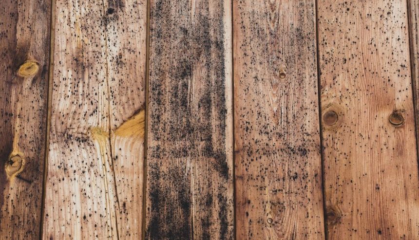 Cleaning Mold on wood boards